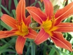 tiger lily flower