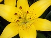 tiger lily flower