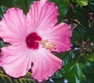 hibiscus flower