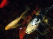 koi fish pond