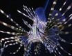 poisonous lion fish aquarium