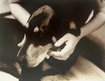 doberman hound dog toby puppy love
