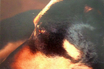 doberman hound dog toby puppy