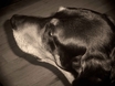 doberman hound dog toby puppy