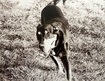 doberman hound toby fetch catch dog park