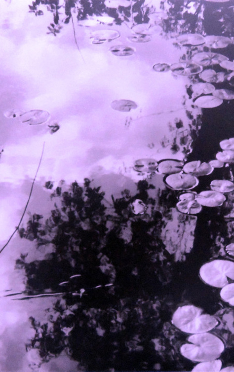 pond reflection