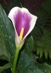 tulip flower