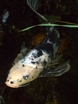 koi fish pond