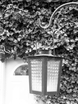ivy lantern plant flower