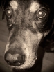 doberman hound dog toby puppy eyes