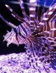poisonous lion fish aquarium