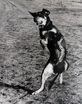 doberman hound toby fetch catch ball dog park