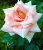 pink rose flower