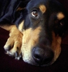 doberman hound dog toby puppy eyes